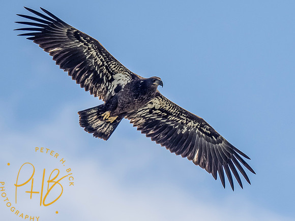Indiana Birds and Wildlife 2021 9558-Edit