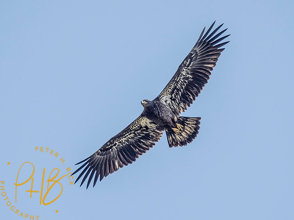 Indiana Birds and Wildlife 2021 9560-Edit