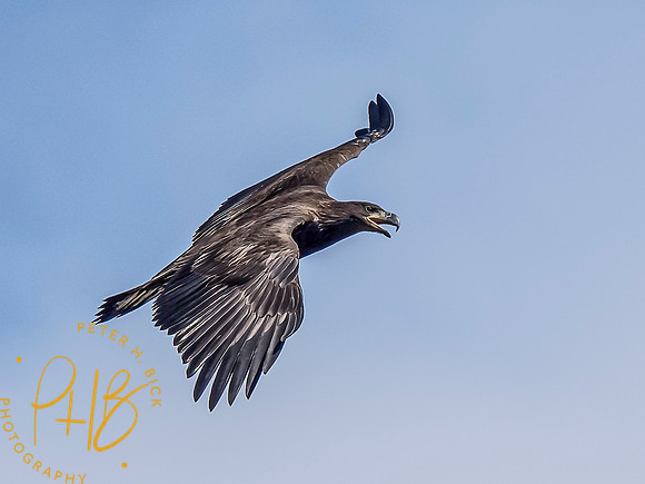 Indiana Birds and Wildlife 2021 9570-Edit
