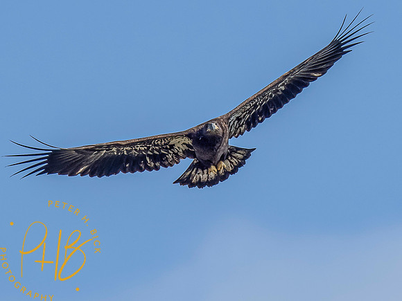Indiana Birds and Wildlife 2021 9573-Edit