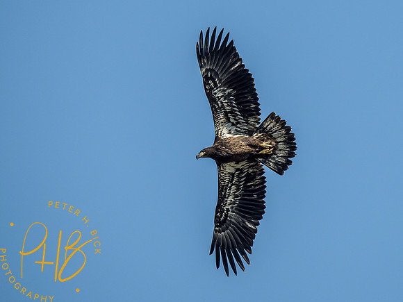 Indiana Birds and Wildlife 2021 9574-Edit