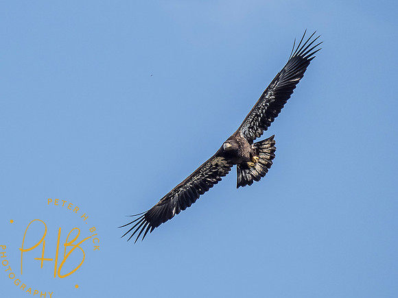 Indiana Birds and Wildlife 2021 9578-Edit