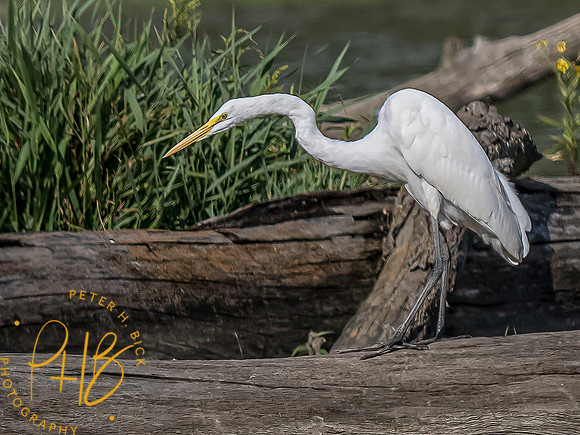 Indiana Birds and Wildlife 2021 9583-Edit