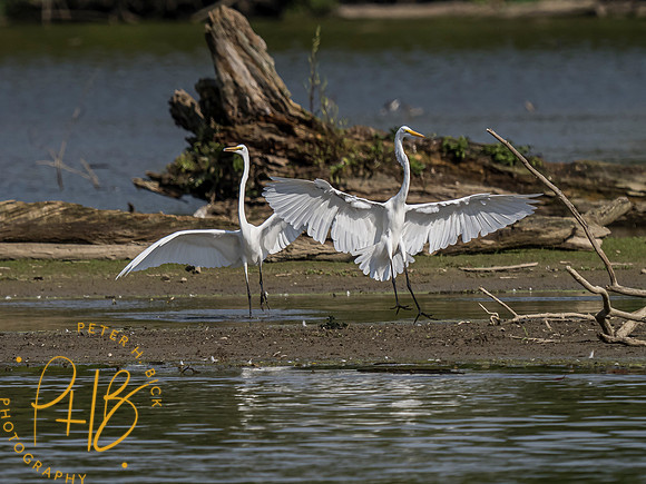 Indiana Birds and Wildlife 2021 9586-Edit