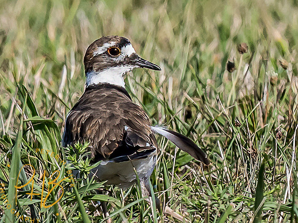 Indiana Birds and Wildlife 2021 9619-Edit