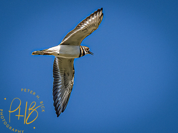 Indiana Birds and Wildlife 2021 9628-Edit