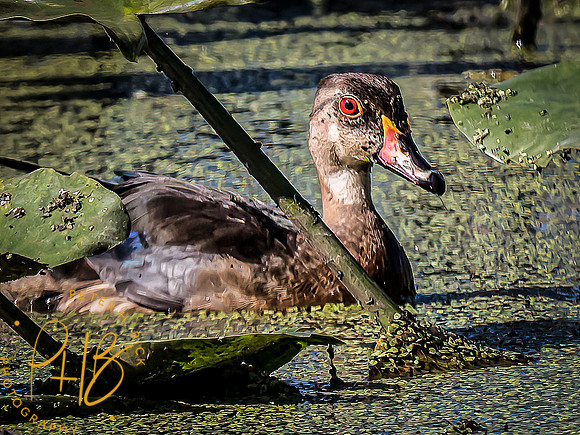 Indiana Birds and Wildlife 2021 9663-Edit-Edit