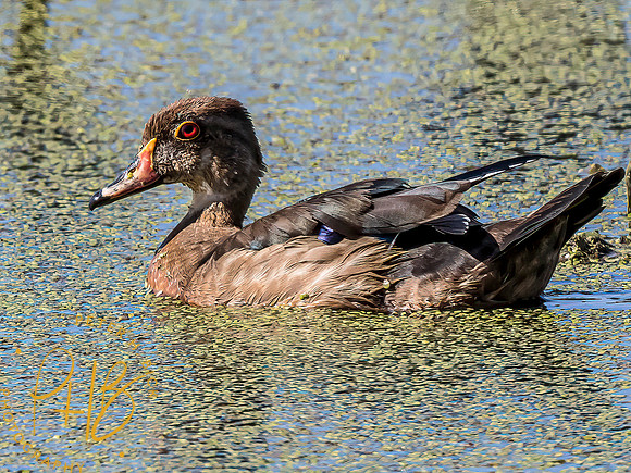 Indiana Birds and Wildlife 2021 9669-Edit