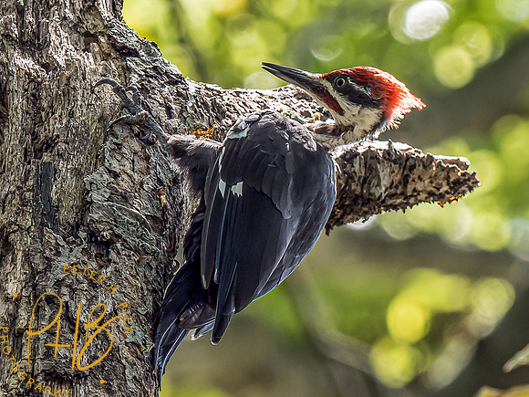 Indiana Birds and Wildlife 2021 9697-Edit