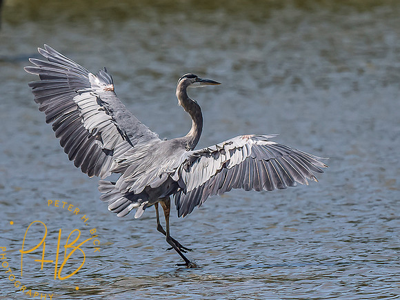 Indiana Birds and Wildlife 2021 9728-Edit