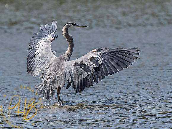 Indiana Birds and Wildlife 2021 9730-Edit