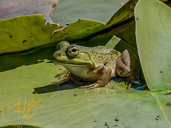 Indiana Birds and Wildlife 2021 9752-Edit