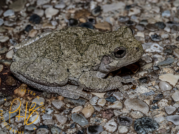 Indiana Birds and Wildlife 9766-Edit