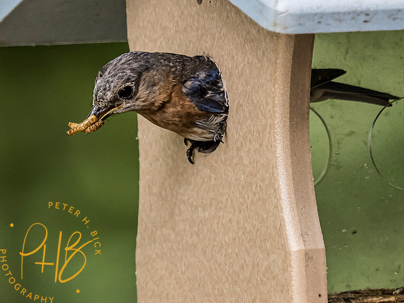 Indiana Birds and Wildlife 2021 9775-Edit