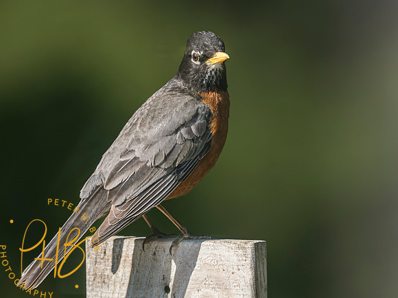 Indiana Birds and Wildlife 2023 3649-Enhanced-NR