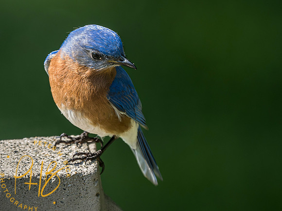 Indiana Birds and Wildlife 2023 3653-Enhanced-NR