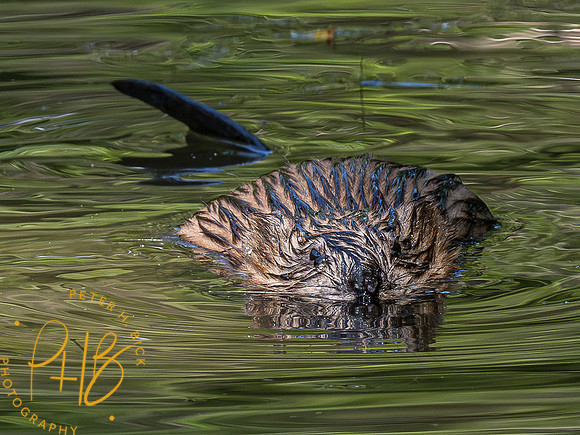 Indiana Birds and Wildlife 2023 3663-Enhanced-NR