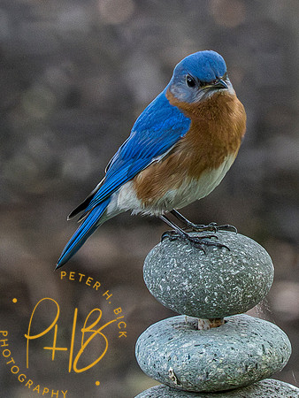 Indiana Birds and Wildlife 2023 3688-Enhanced-NR