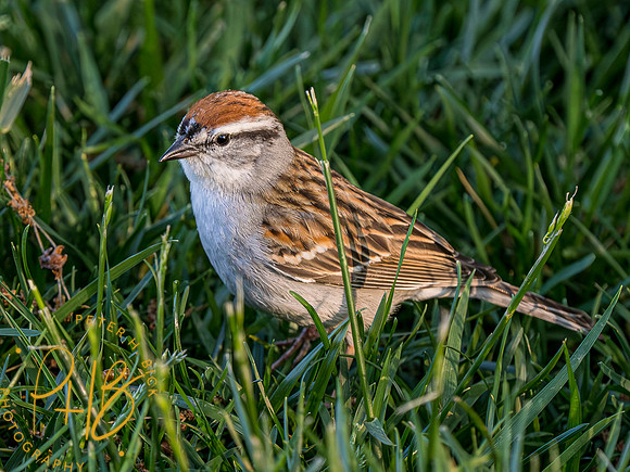 Indiana Birds and Wildlife 2023 3694-Enhanced-NR