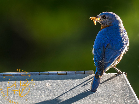 Indiana Birds and Wildlife 2023 3749-Enhanced-NR