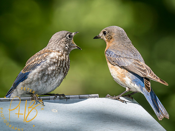 Indiana Birds and Wildlife 2023 3769-Enhanced-NR