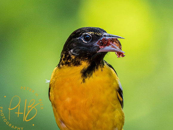 Indiana Birds and Wildlife 2023 3864-Enhanced-NR