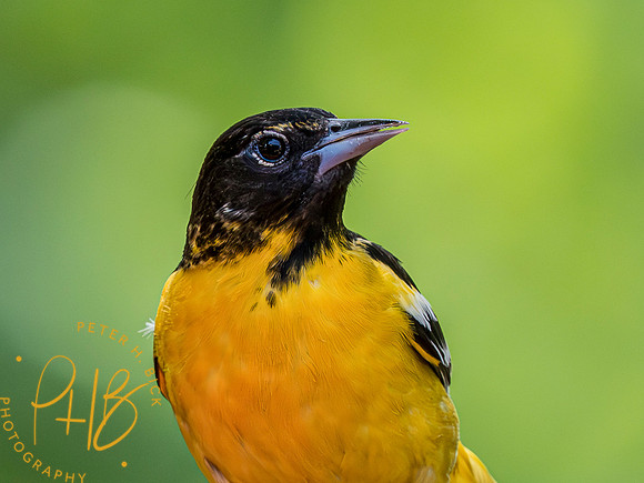 Indiana Birds and Wildlife 2023 3886-Enhanced-NR