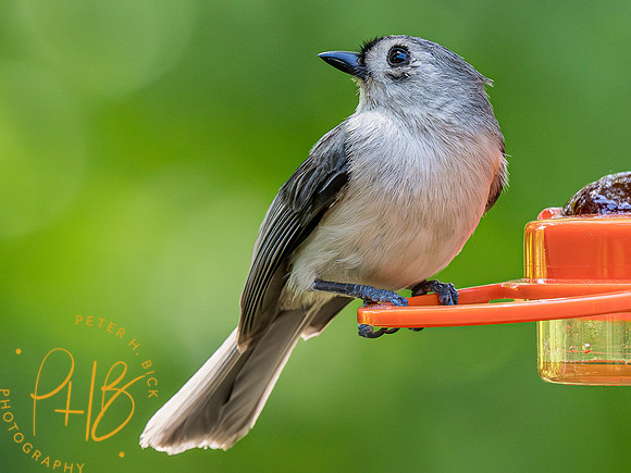 Indiana Birds and Wildlife 2023 3900-Enhanced-NR