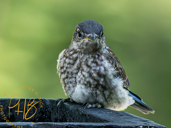 Indiana Birds and Wildlife 2023 3917-Enhanced-NR