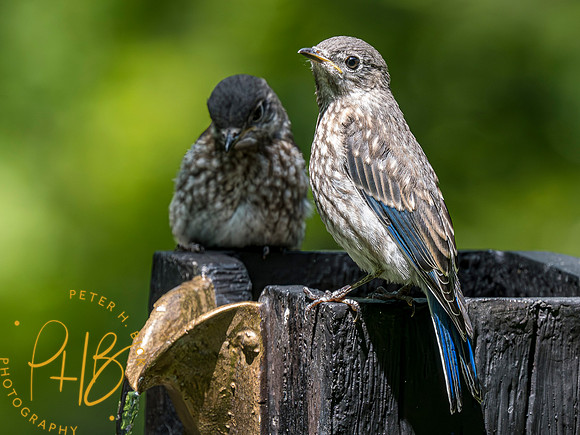 Indiana Birds and Wildlife 2023 3927-Enhanced-NR