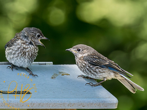 Indiana Birds and Wildlife 2023 4084-Enhanced-NR