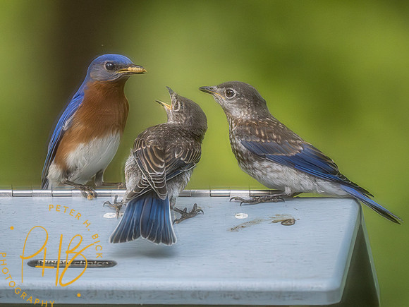 Indiana Birds and Wildlife 2023 4162-Enhanced-NR