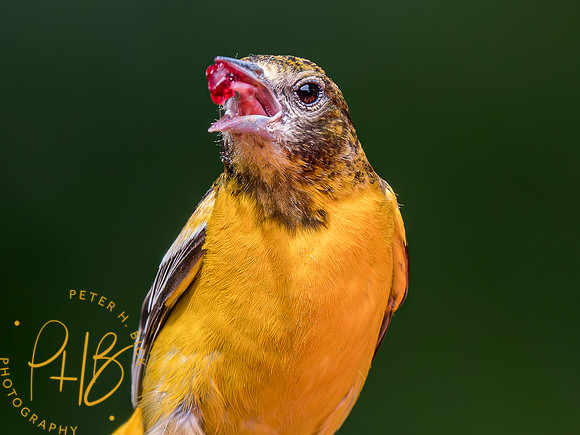 Indiana Birds and Wildlife 2023 4499-Enhanced-NR