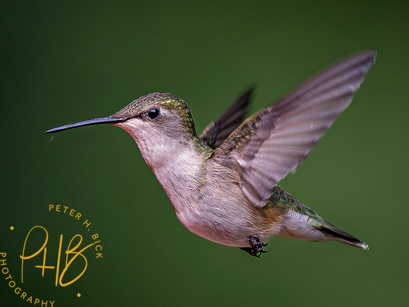 Indiana Birds and Wildlife 2023 4501-Enhanced-NR