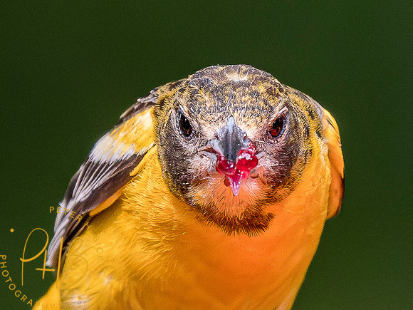 Indiana Birds and Wildlife 2023 4576-Enhanced-NR