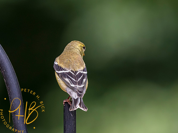 Indiana Birds and Wildlife 2023 4592-Enhanced-NR
