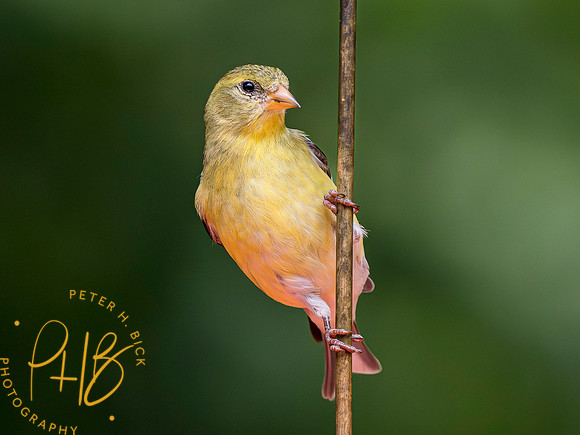 Indiana Birds and Wildlife 2023 4593-Enhanced-NR