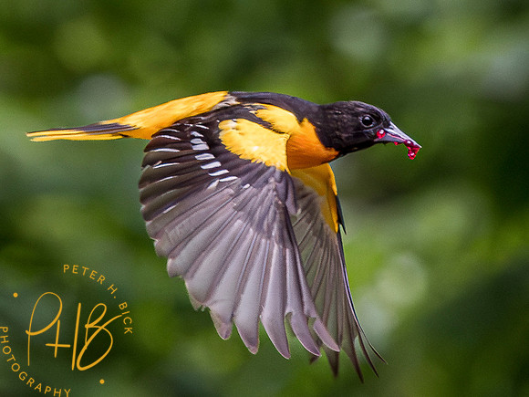 Indiana Birds and Wildlife 2023 4636-Enhanced-NR