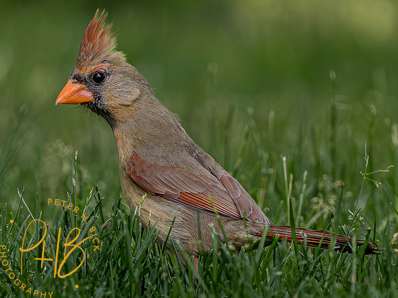 Indiana Birds and Wildlife 2023 4671-Enhanced-NR