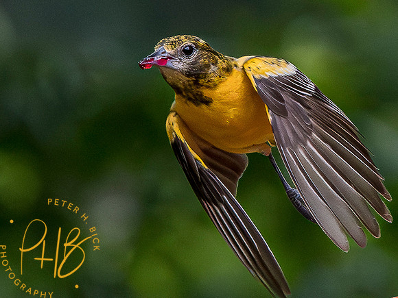 Indiana Birds and Wildlife 2023 4688-Enhanced-NR