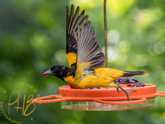 Indiana Birds and Wildlife 2023 4704-Enhanced-NR