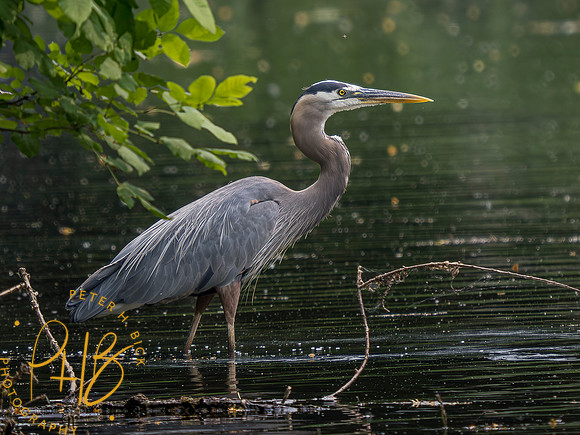 Indiana Birds and Wildlife 2023 4740-Enhanced-NR
