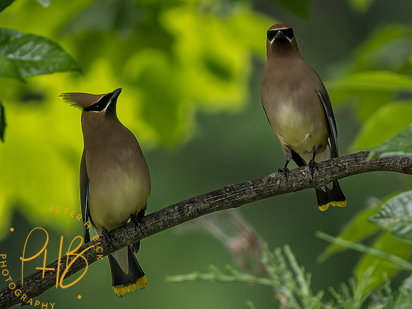 Indiana Birds and Wildlife 2023 4777-Enhanced-NR