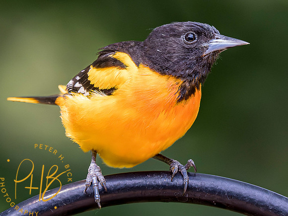 Indiana Birds and Wildlife 2023 4898-Enhanced-NR