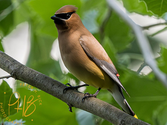 Indiana Birds and Wildlife 2023 5024-Enhanced-NR