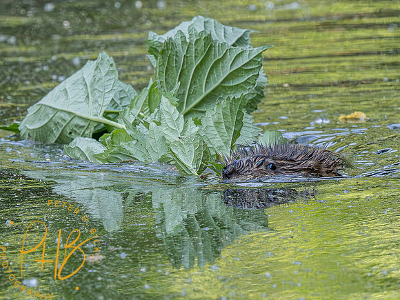 Indiana Birds and Wildlife 2023 5042-Enhanced-NR