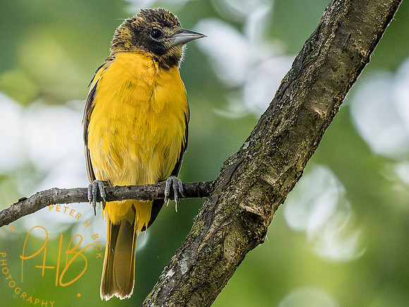 Indiana Birds and Wildlife 2023 5115-Enhanced-NR