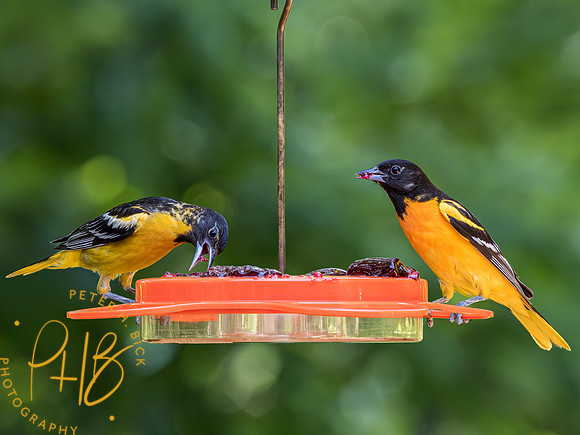 Indiana Birds and Wildlife 2023 5203-Enhanced-NR