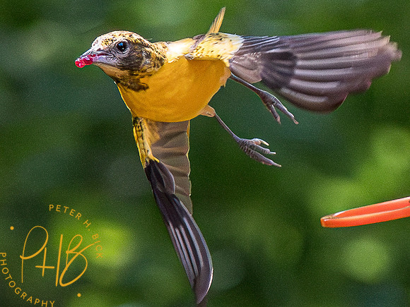 Indiana Birds and Wildlife 2023 5214-Enhanced-NR