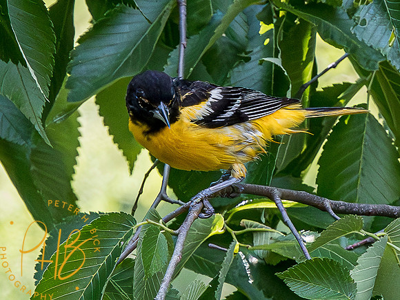 Indiana Birds and Wildlife 2023 5251-Enhanced-NR